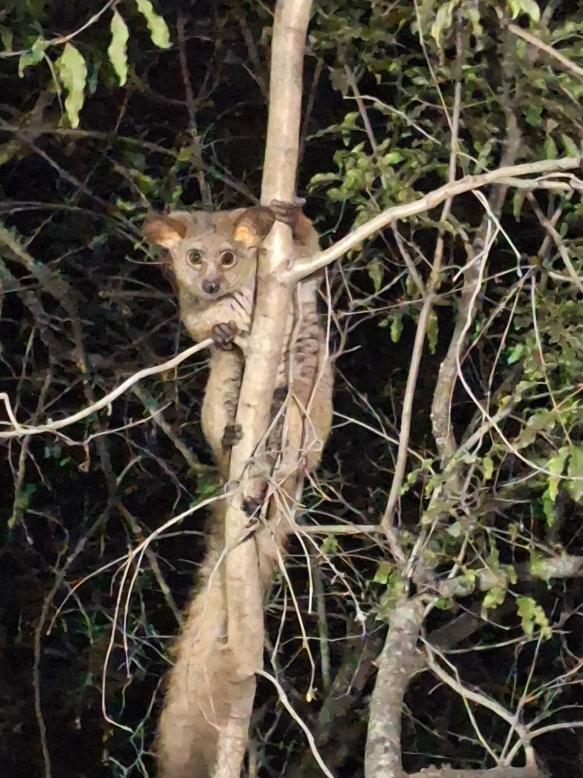Bush visitor