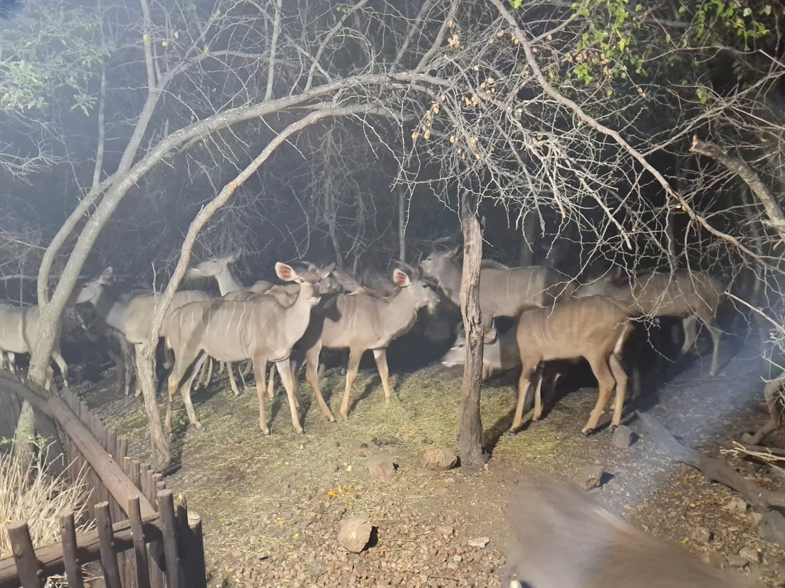 Night-time wildlife