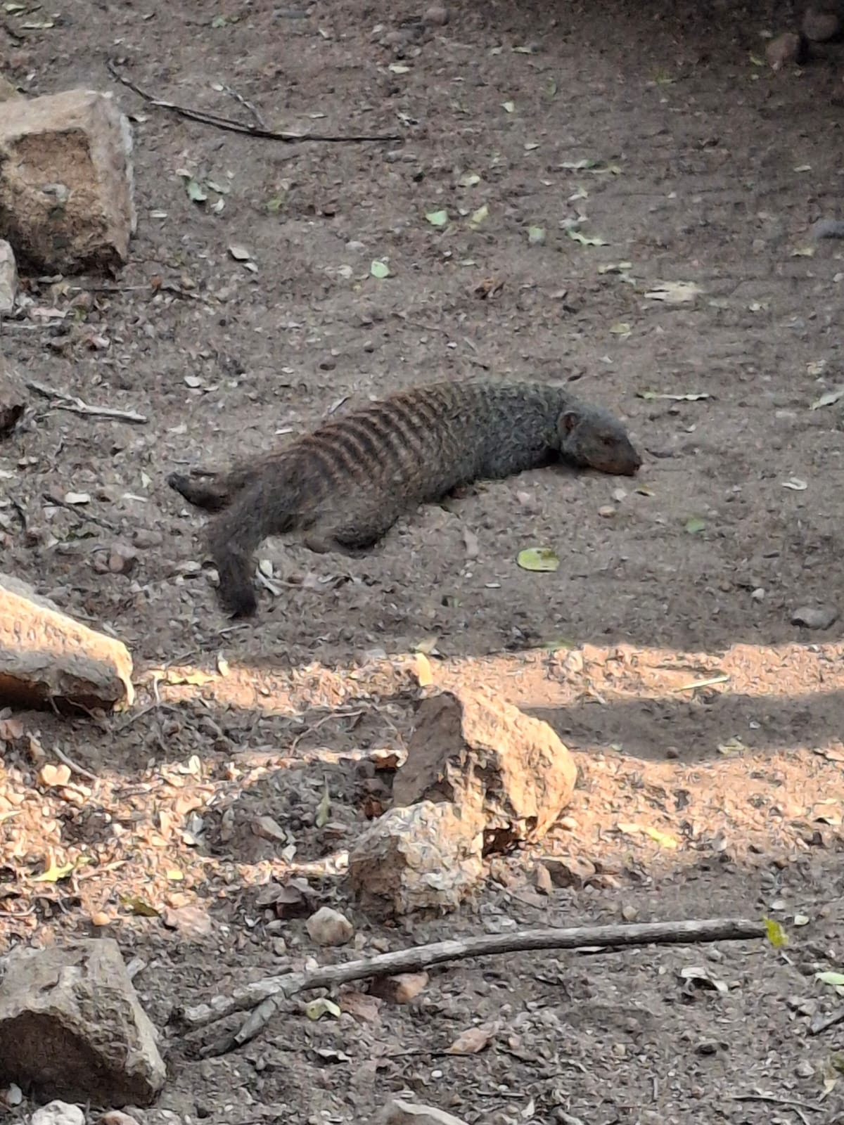Garden visitor
