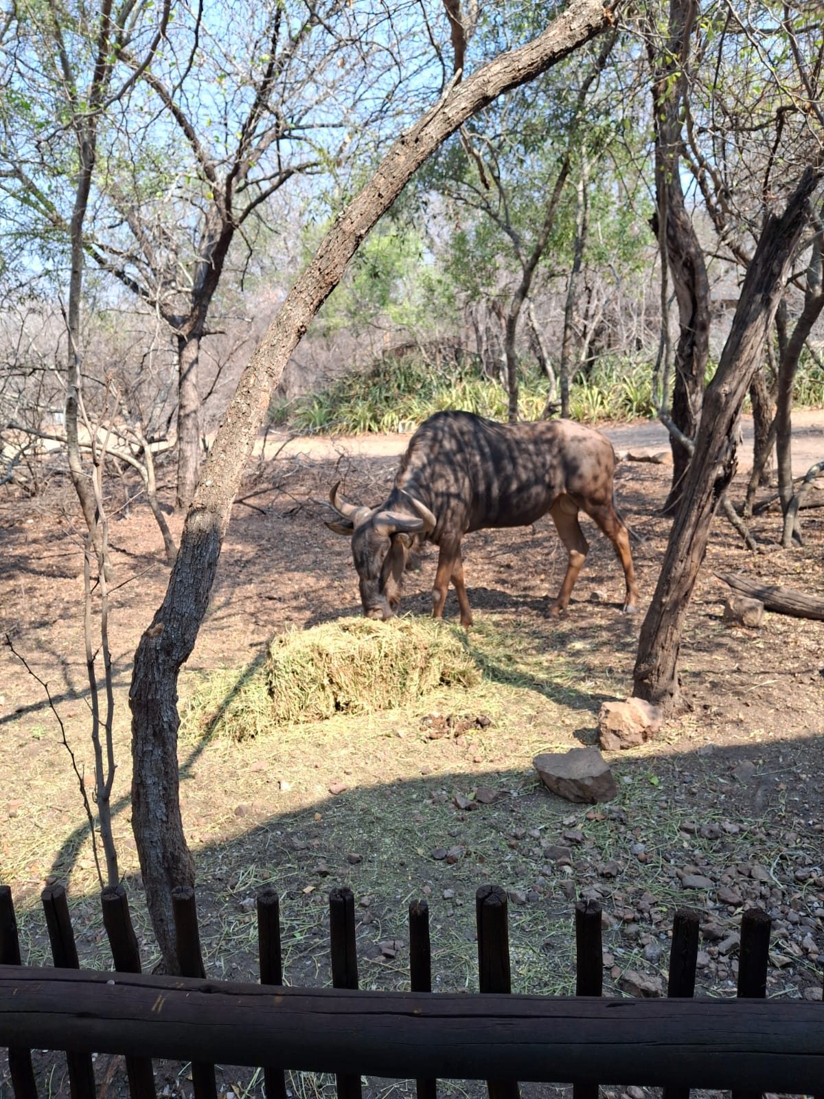 Wildlife at Borakalala