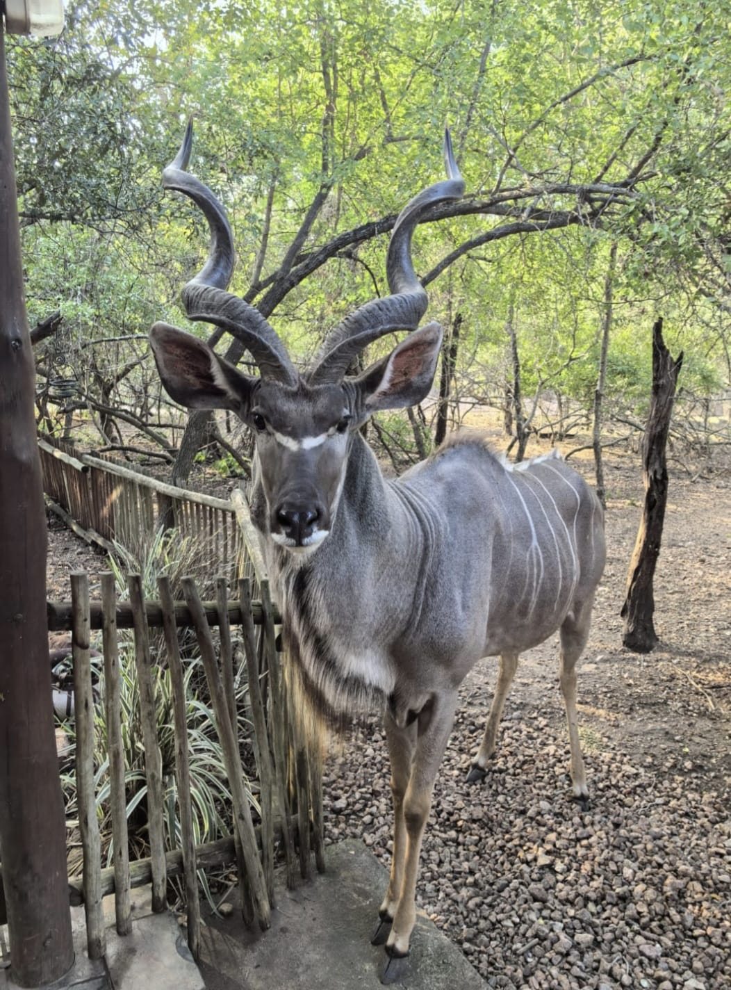 Kudu visitor