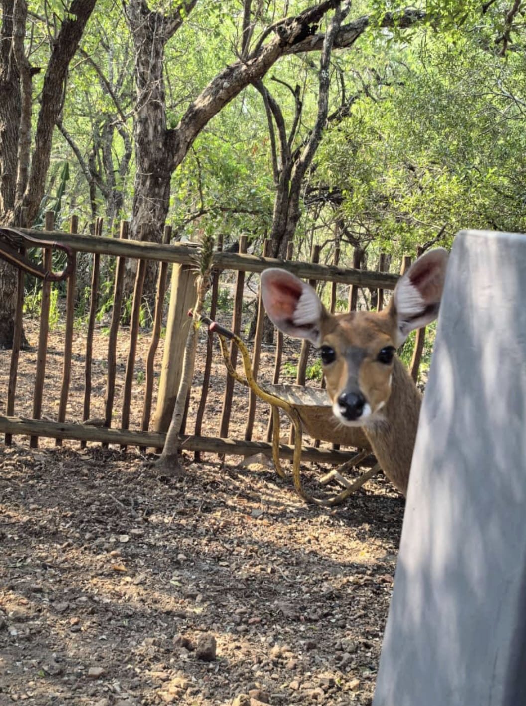 Curious bush visitor