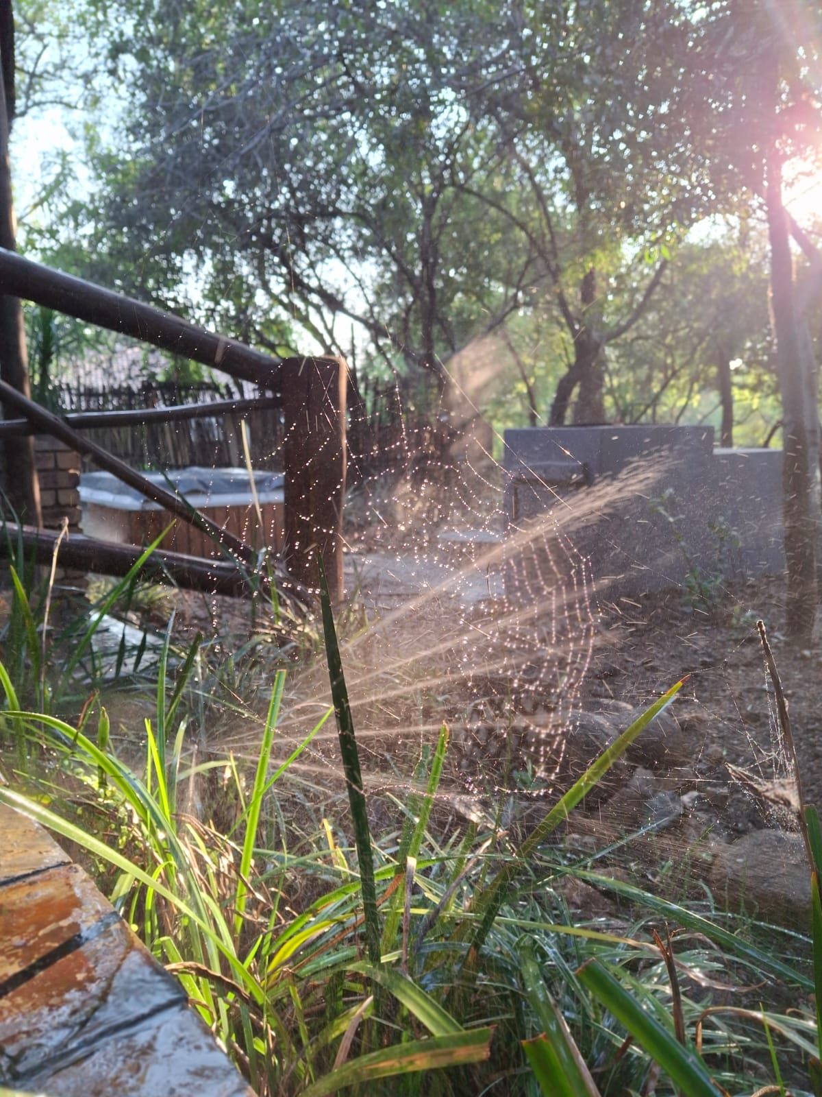 Bushveld mornings