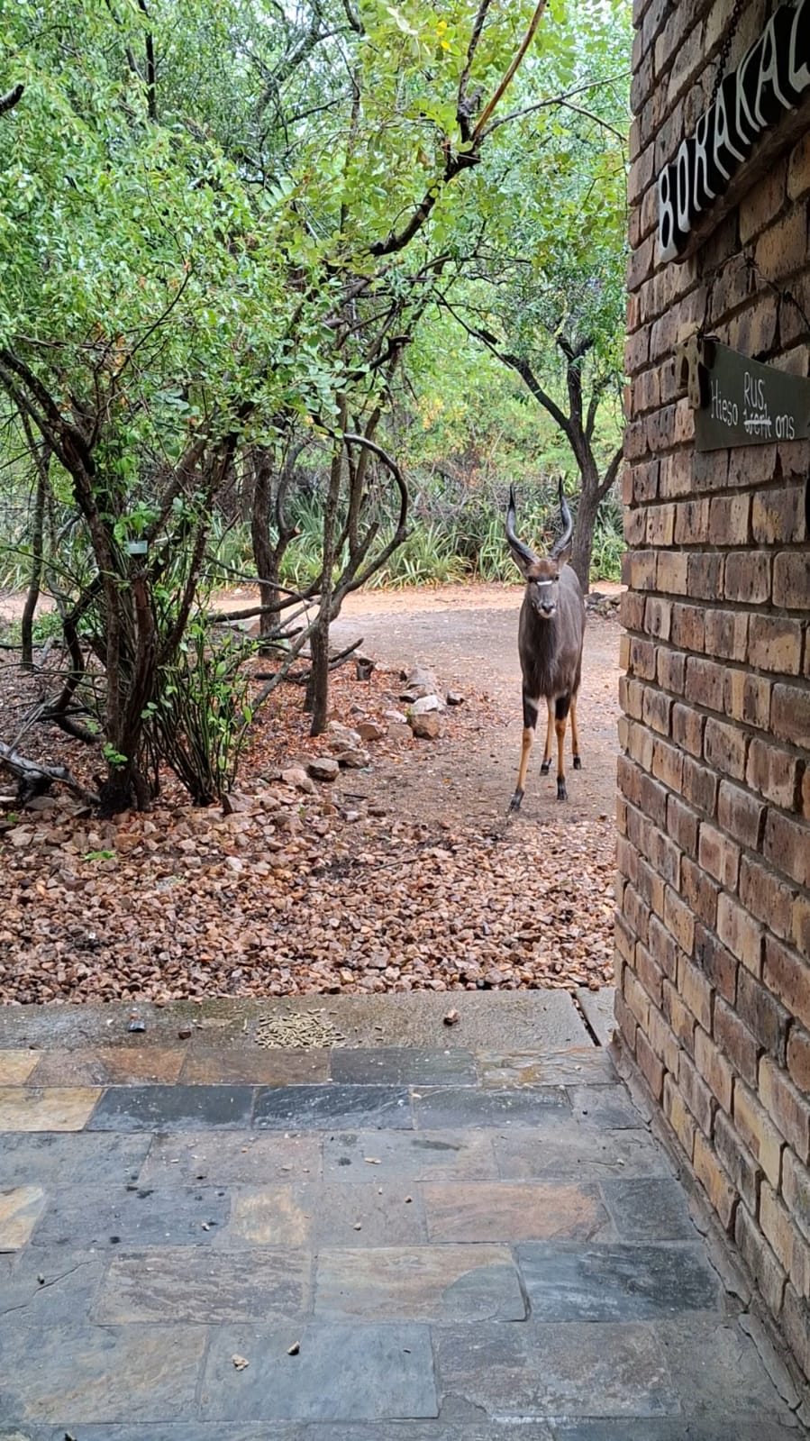 Wildlife at the house