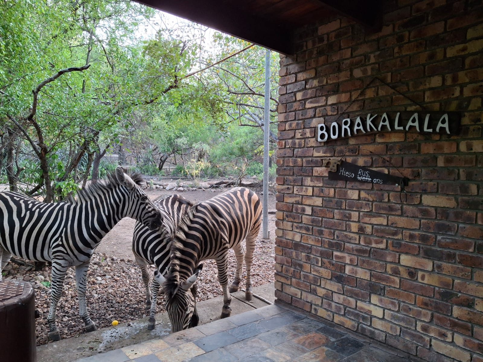 Zebra visitors