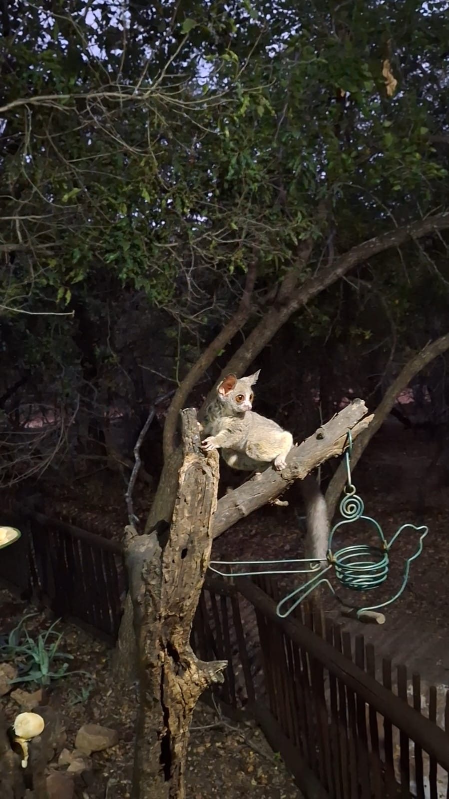 Night visitor